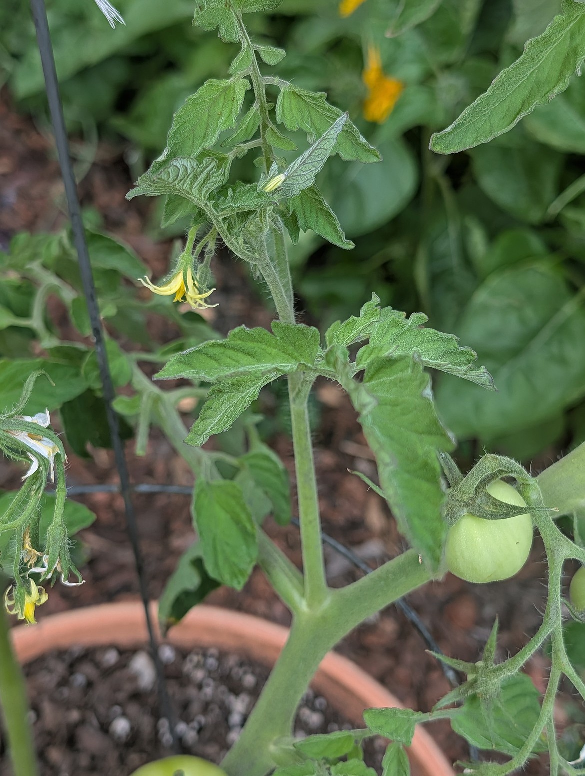 Determinate Sucker; Caption: Never remove suckers from determinate tomatoes. These plants produce a set number of fruits, and those suckers are future tomatoes.