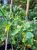 Your garden is talking. Are you listening?