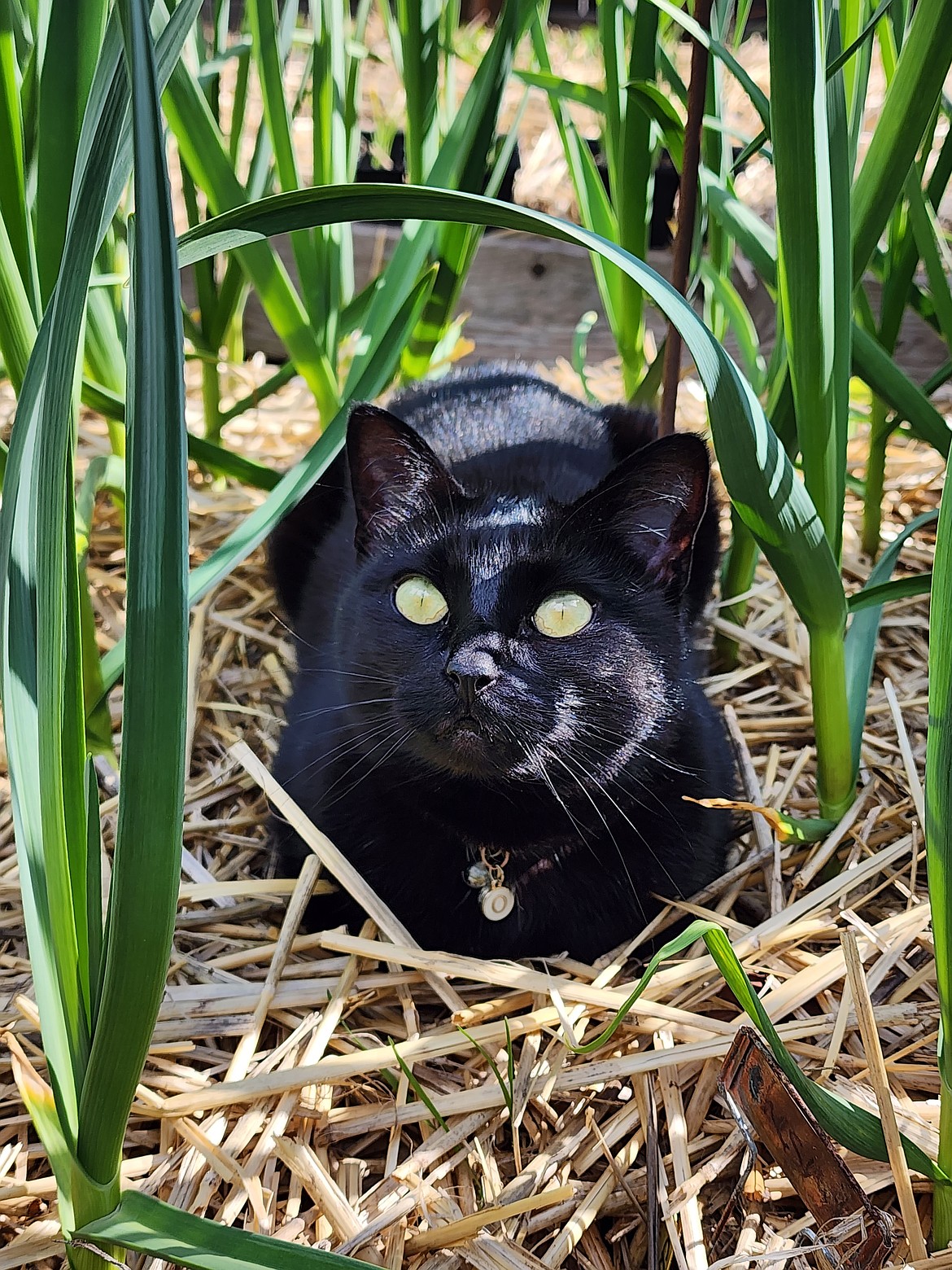 Slow down, be observant, and take a thoughtful walk through the garden… You never know what you might find.