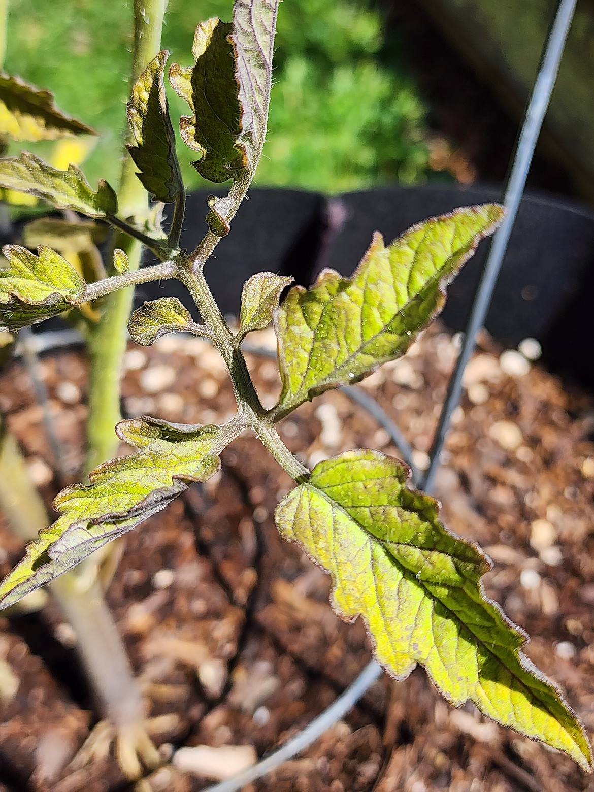 Stippled, yellowed leaves are a sign of spider mites.