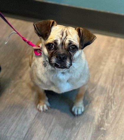 Boba ready to bubble into a forever home