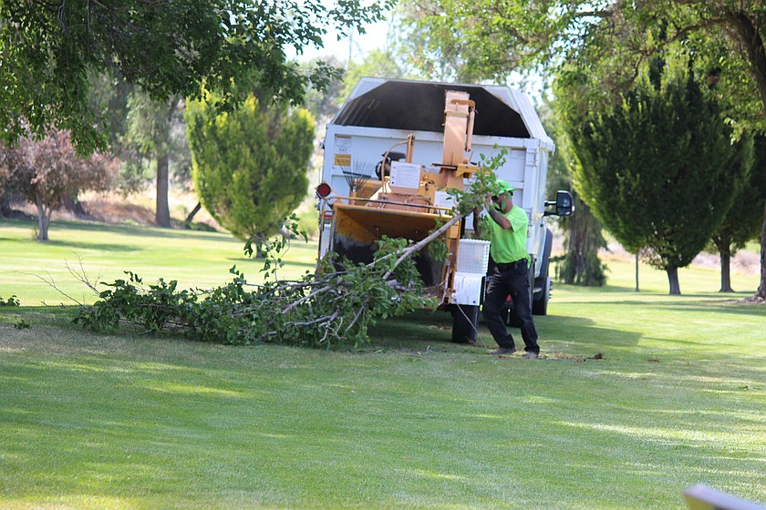 A Moses Lake public works employee feeds downed tree limbs into a woodchipper in Mountlake Park Thursday.
