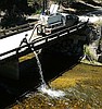 Idaho releases a million kokanee