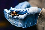 Libby Dam bats get vaccine for deadly fungal disease