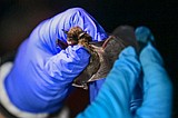 Glacier National Park documents first bat casualty from deadly fungal disease