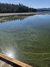 OUR GEM: What you need to know about harmful algal blooms