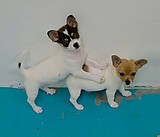 Local duo offers special on puppy love