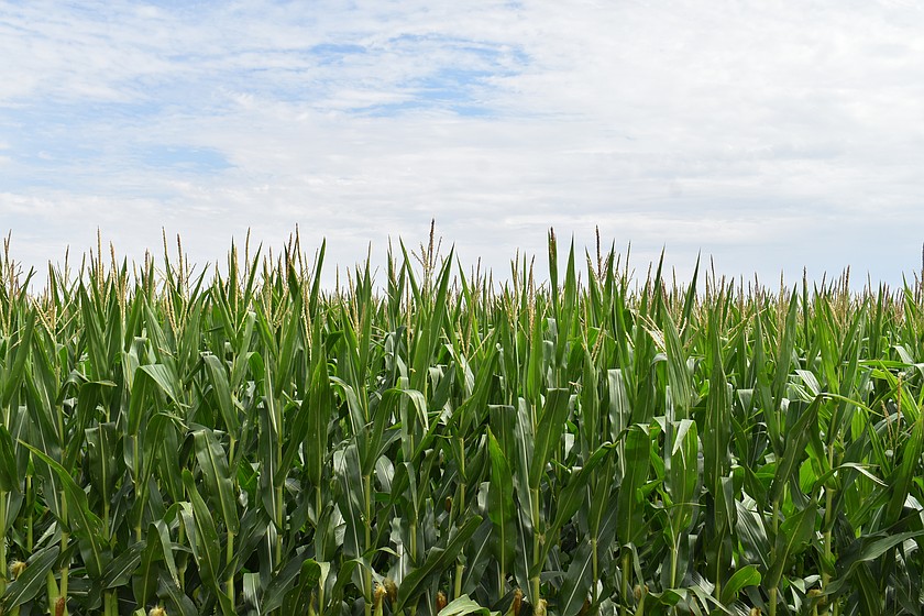The corn wasn’t quite as high as an elephant’s eye, but it was getting close in this field near George Tuesday morning.