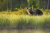 Idaho leaders praise proposed griz plan