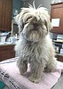 GoGo the Shih Tzu is ready to go home with you