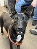 Don't wait for the next eclipse, adopt him instead