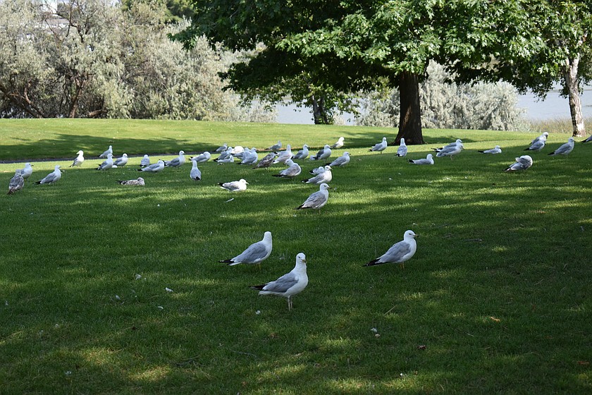 Even the gulls are seeking shade in McCosh Park to escape the heat.