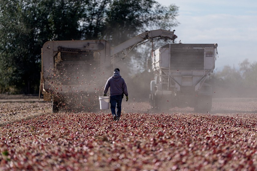 A worker harvests onions on a family farm in Utah.