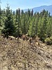 Turner Fire nears full containment