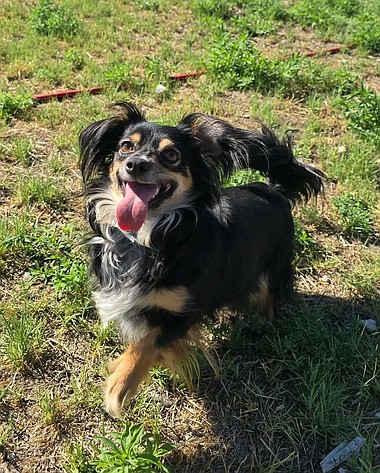Can you help Emmaline find her forever family?