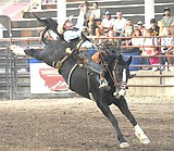 LKC Rodeo brings the rodeo supplies to Ronan this year