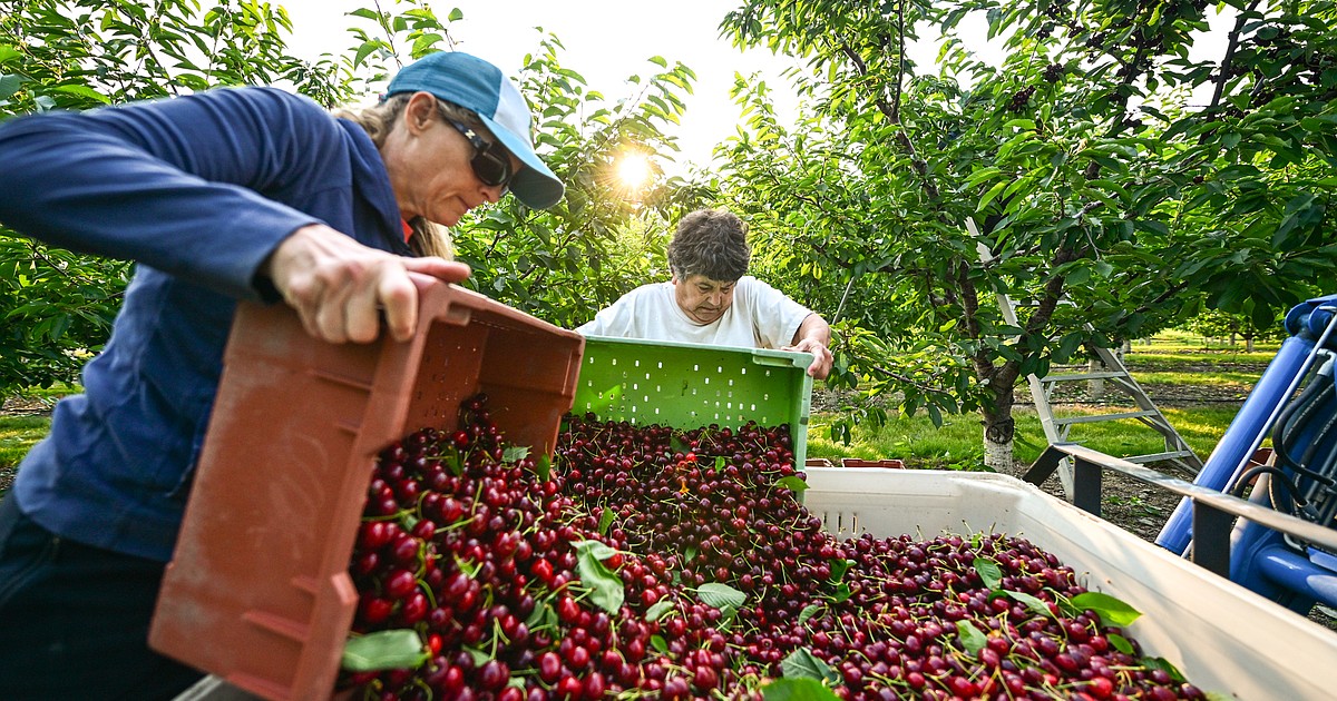 Cherry harvest is a family affair at Flathead Lake's orchards