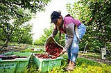 Cherry harvest is a family affair at Flathead Lake's orchards