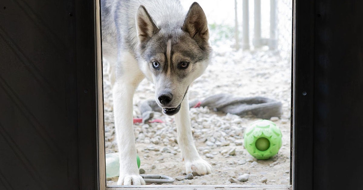 Authorities seize animals, investigate possible neglect in Lincoln County