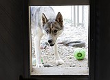 County authorities seize animals, investigate possible neglect