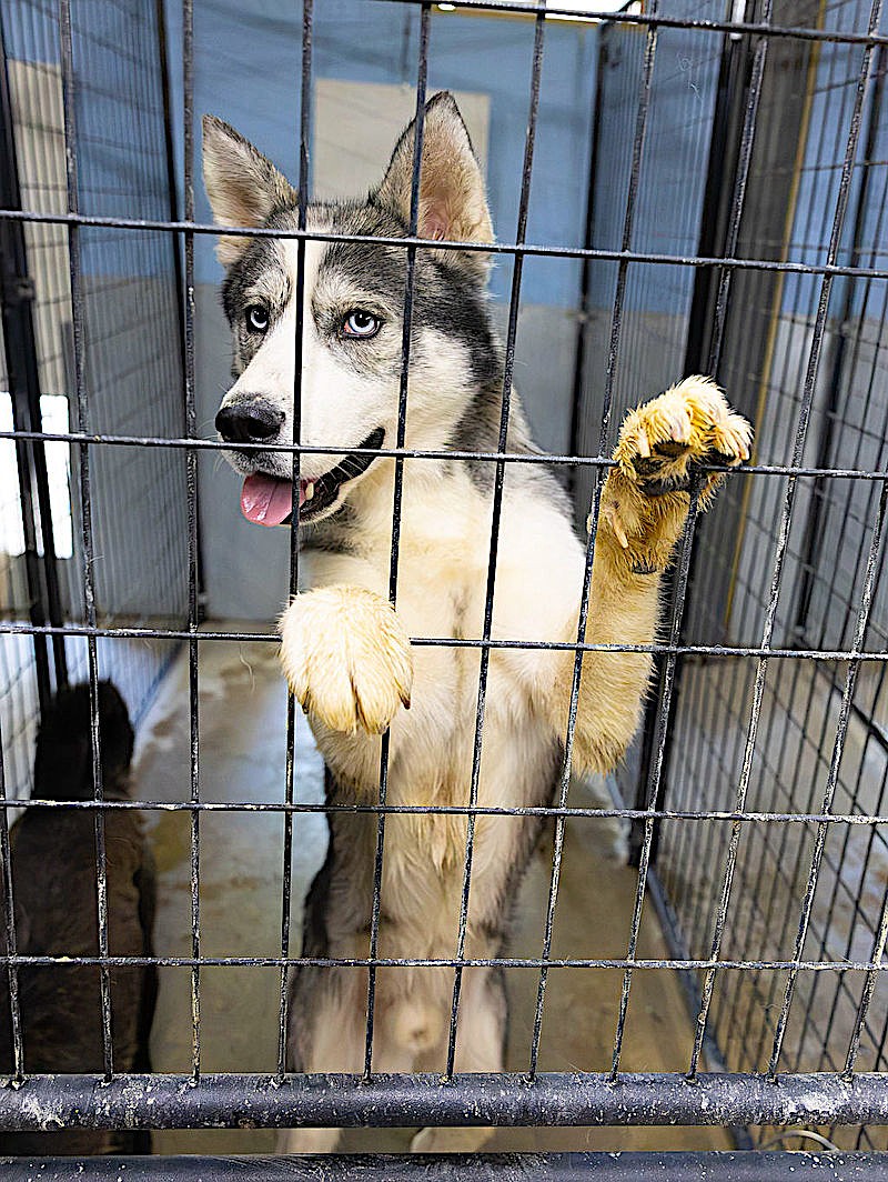 One of the many young Huskies at the Lincoln County Animal Shelter in Libby available for adoption or foster care after authorities seized dozens of animals during an investigation of possible animal neglect near Eureka. (Photo courtesy Lincoln County Animal Shelter)