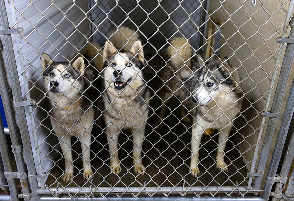 Eureka man charged in large-scale animal cruelty case