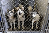 Eureka man charged in large-scale animal cruelty case