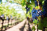 Visiting wineries in the Basin this summer