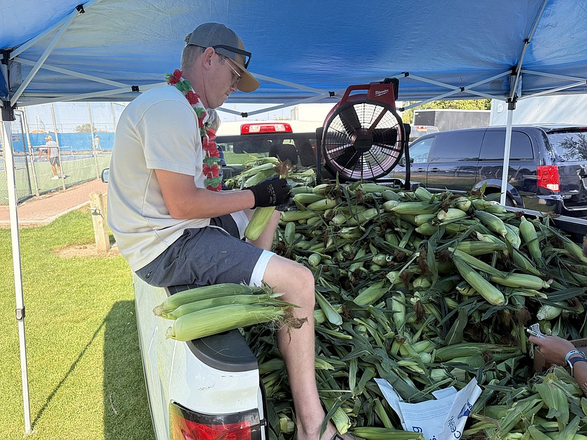 A pickup bed full of Roylance Coulee sweet corn at the Saturday Mosses Lake Farmers Market.