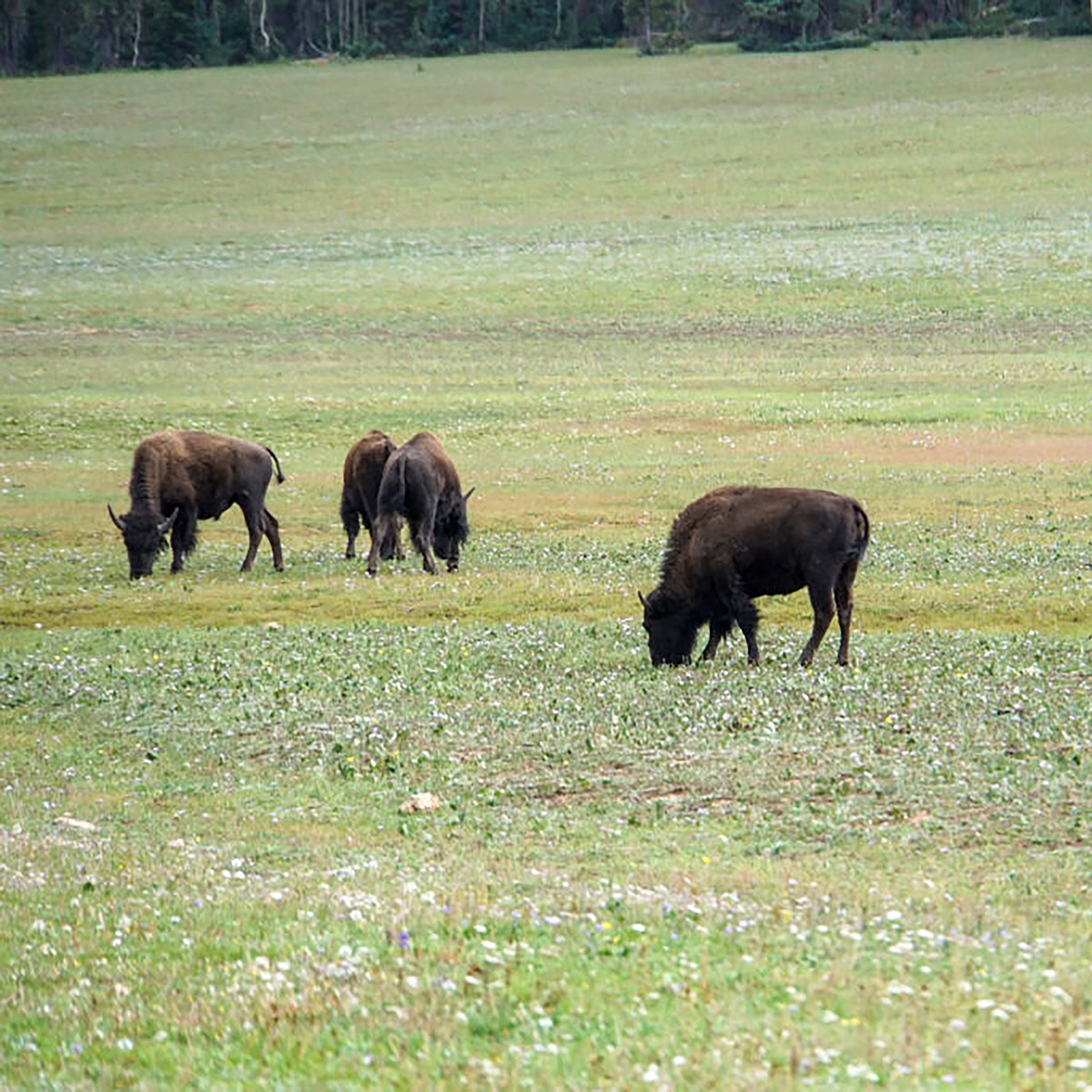 Judge denies feds’ request to pause bison plan lawsuit