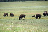 Judge denies feds’ request to pause bison plan lawsuit