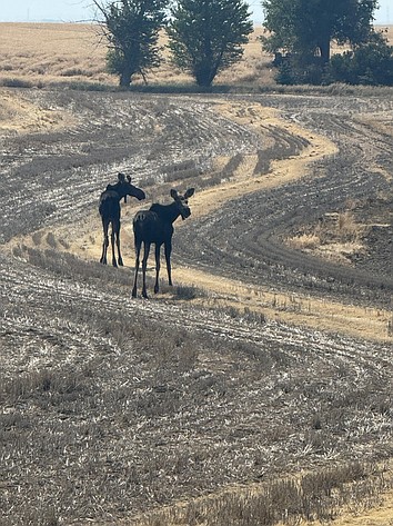 Two moose wander around a burnt area near the Hartline Fire on July 17.