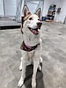 Othello to begin construction of city's first animal shelter