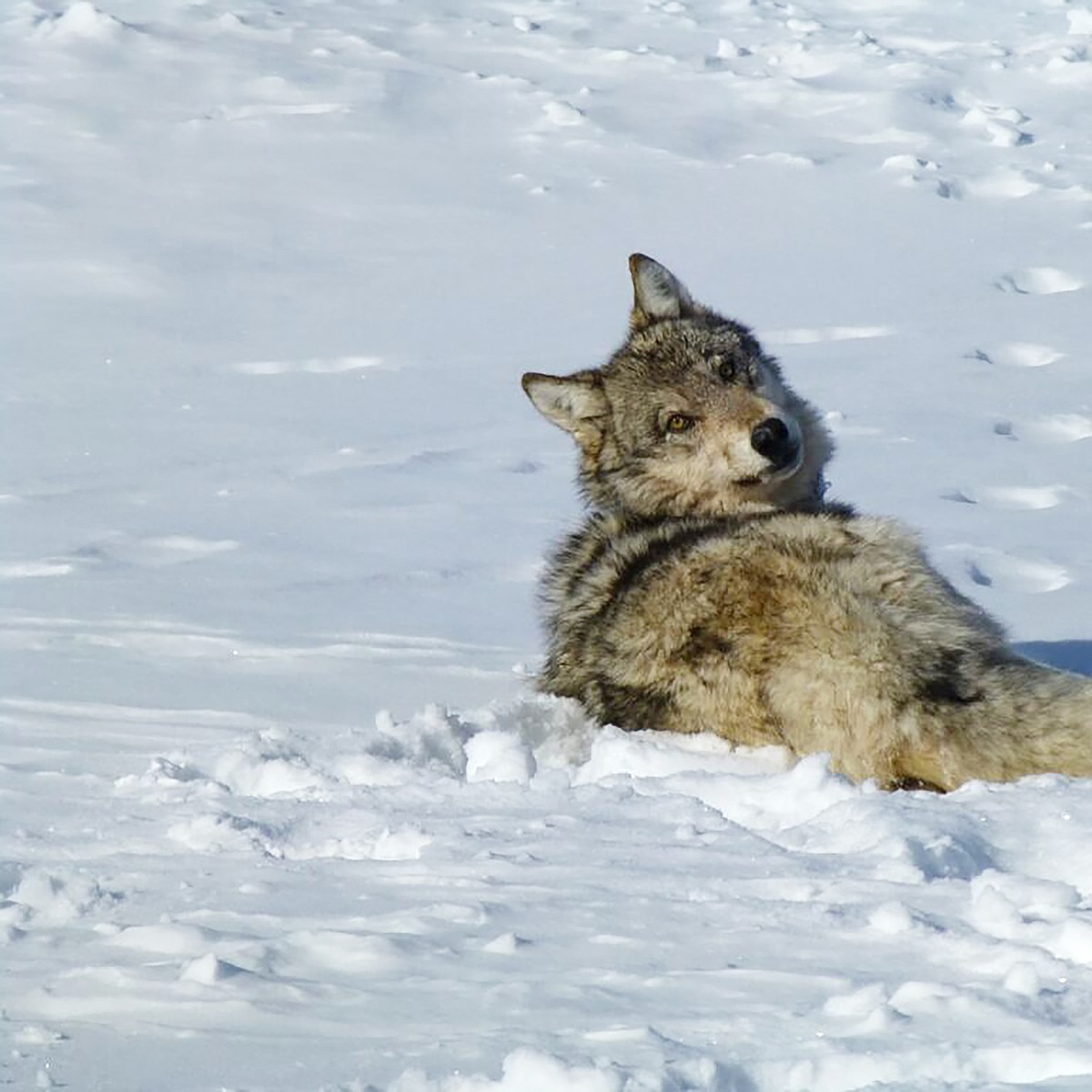 Idaho: Wolf numbers dropped by about 100 wolves