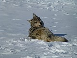 State officials say Idaho’s wolf population dropped by about 100 wolves to 1,129