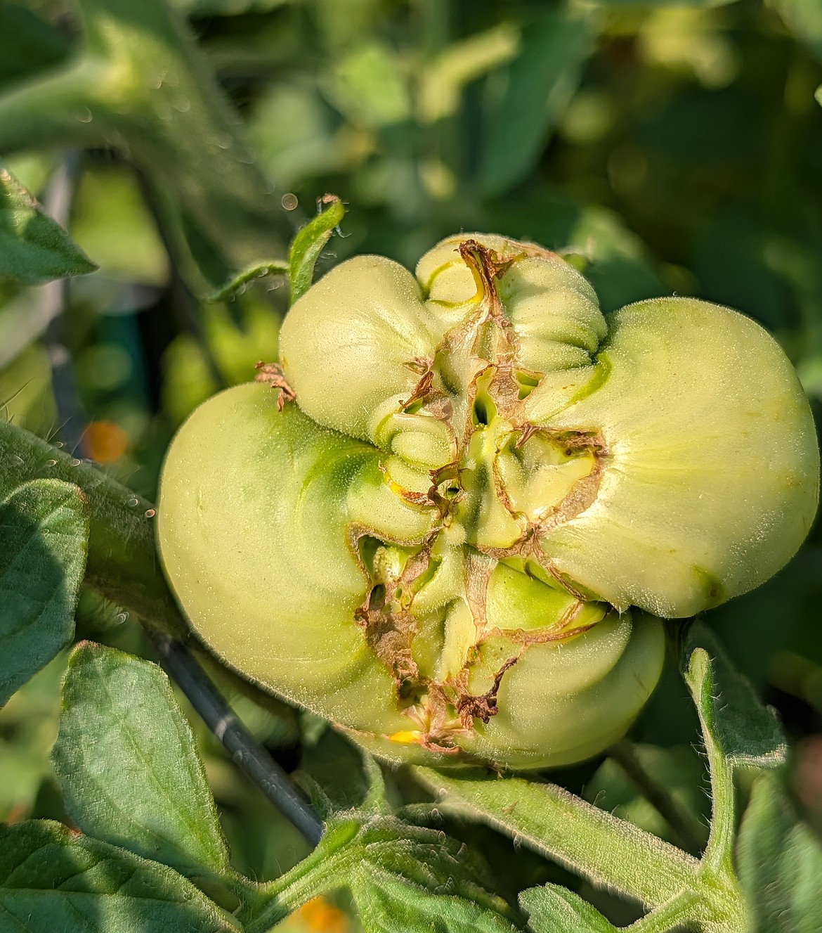 Catfacing is often the result of a megabloom blossom, caused by a pollination issue.