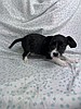Puppy love to unleash