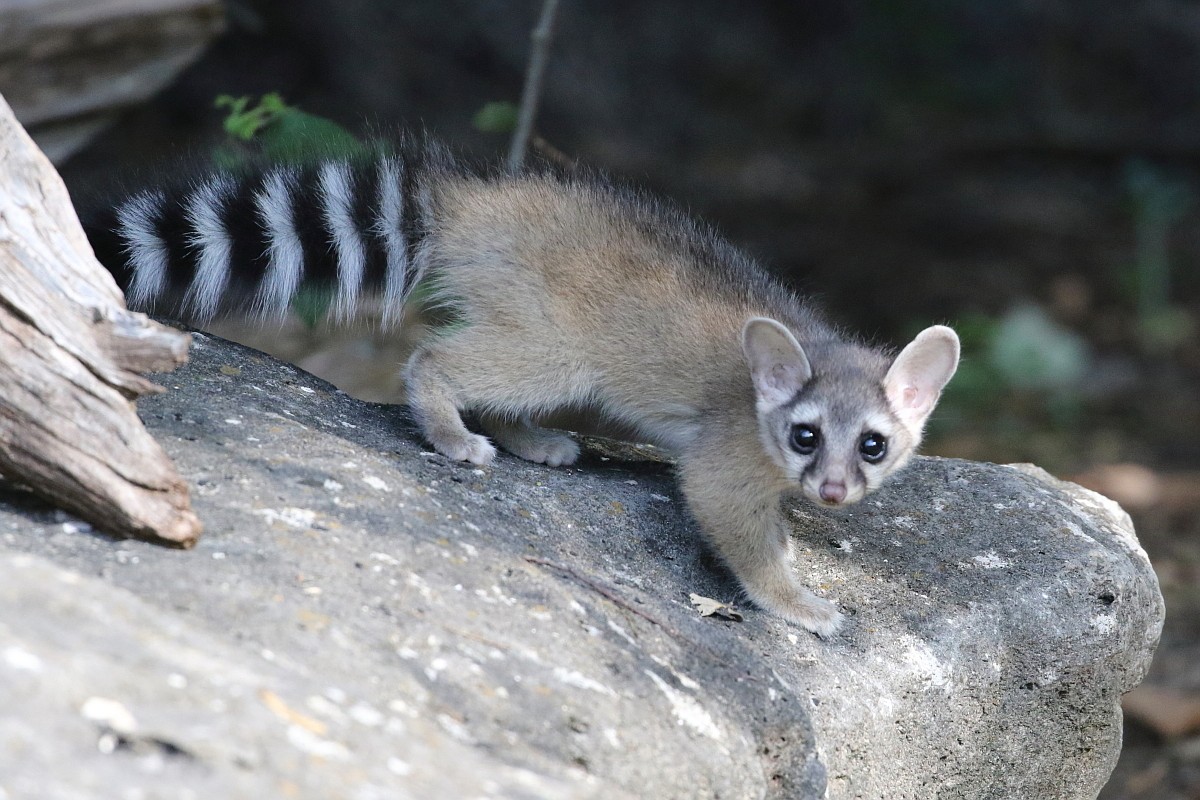 Ringtails expanding into southern Idaho, says UI-led study