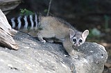 Ringtails expanding into southern Idaho, says UI-led study