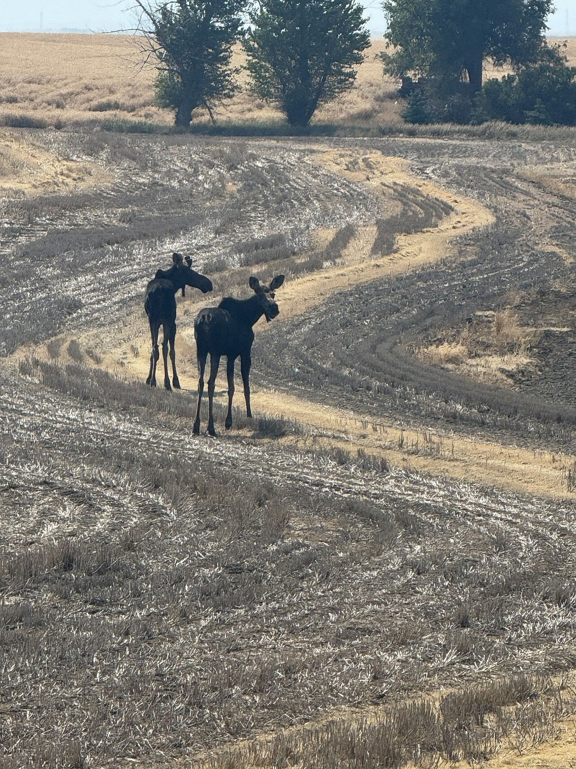 Two moose pay a visit to the Hartline area.
