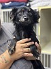 No bones about it: Sherlock is on the case for a forever home