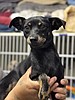 Houdini's greatest escape: finding a forever home