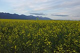 Sunny yellow canola offers another tool for Mission Valley farmers