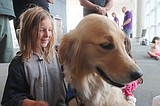 Cd'A canine comforts wildfire evacuees