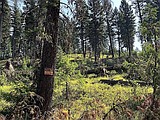 Federal officials OK Yaak salvage timber harvest