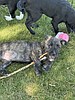 Adopt Rhino!