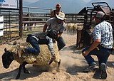 Ronan Pioneer Days offers plenty of Horsin' Around