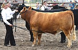Lake County Fair flies by