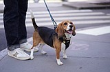 Gene-edited beagles may offer a future option for people with dog allergies