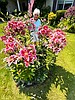 Coeur d’Alene gardener finds joy in towering lily display